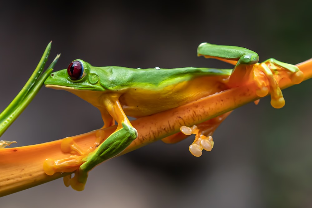 green frog on brown stem