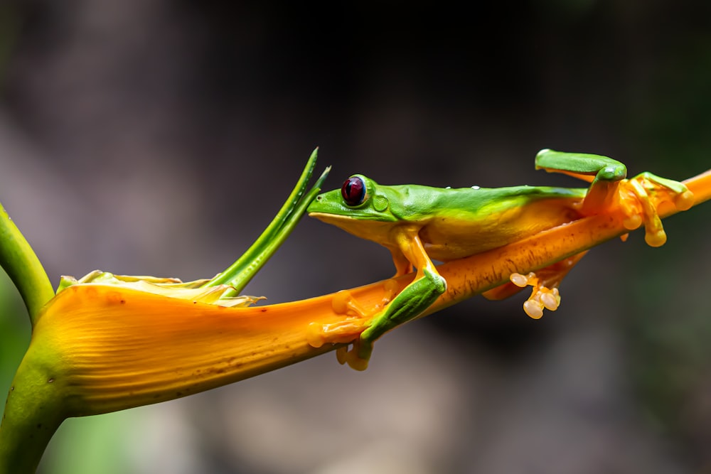 green frog on yellow leaf