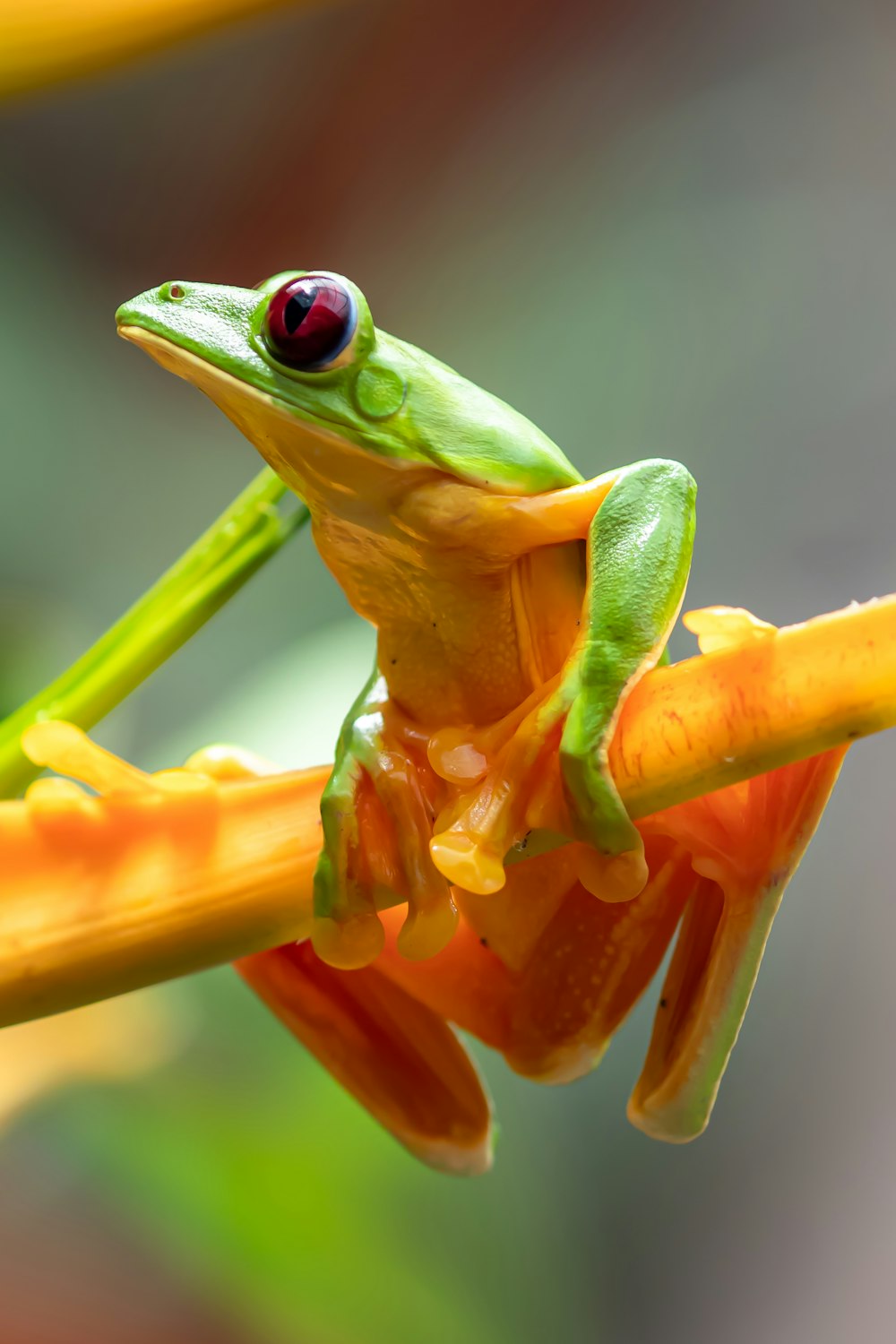 green frog on brown stem