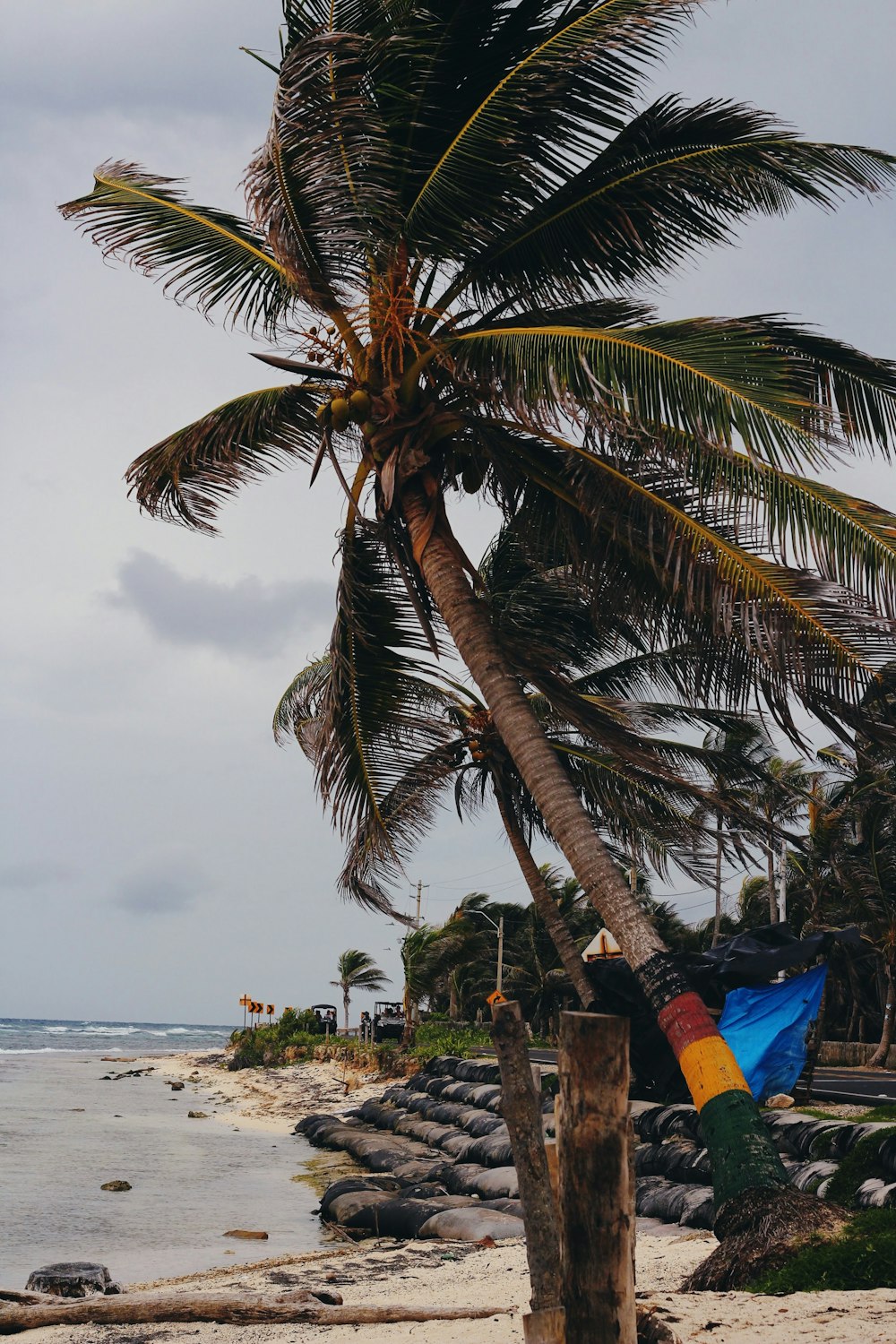 palm tree near body of water during daytime