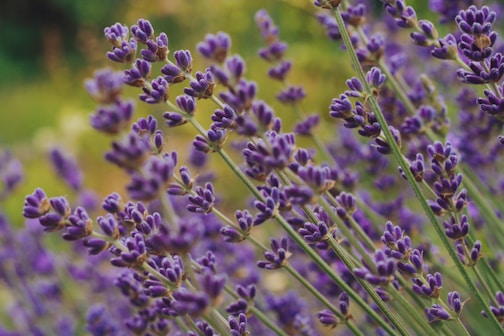 purple flower buds in macro shot