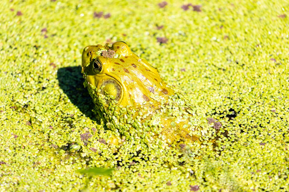 green frog on green moss