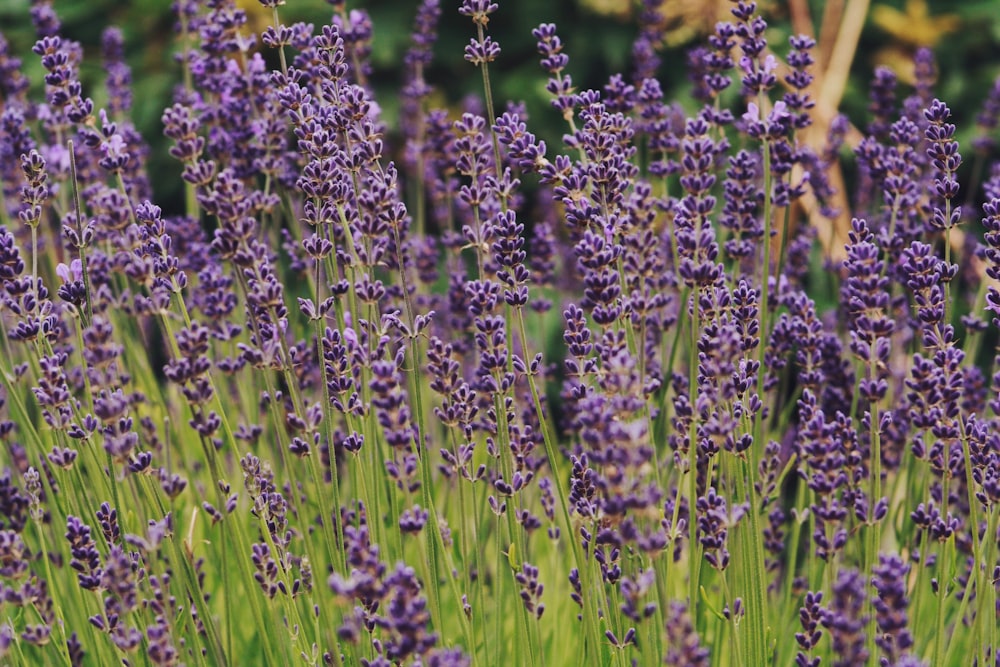 purple flower field during daytime