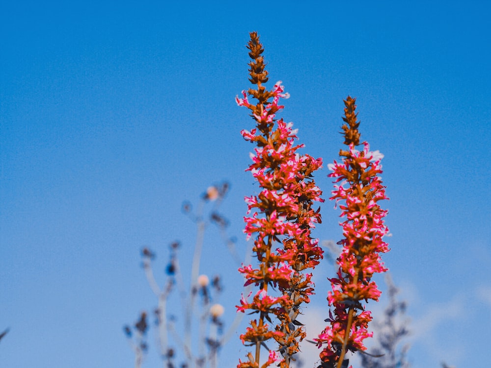 red and green plant under blue sky during daytime