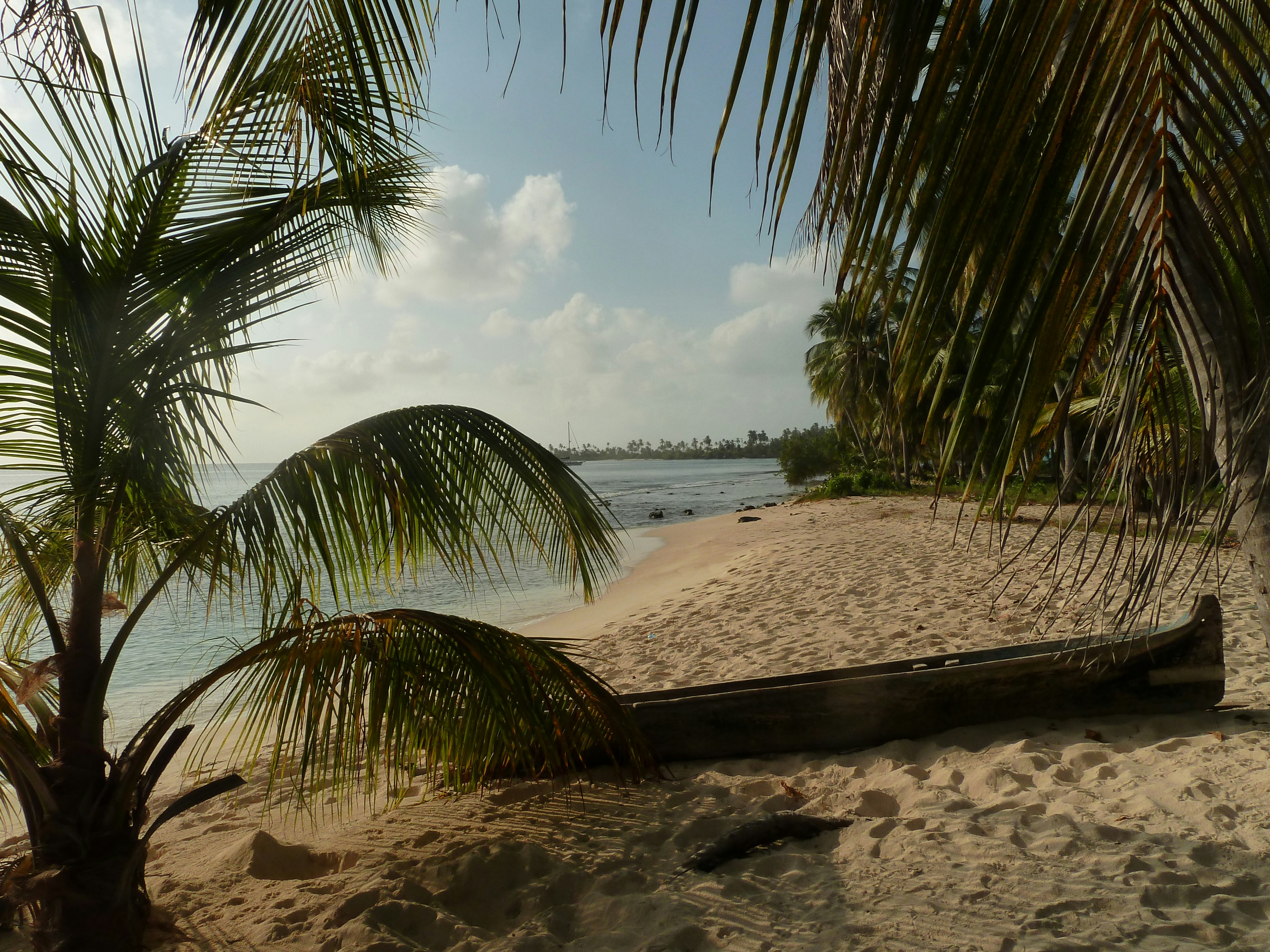 palm tree on beach shore during daytime