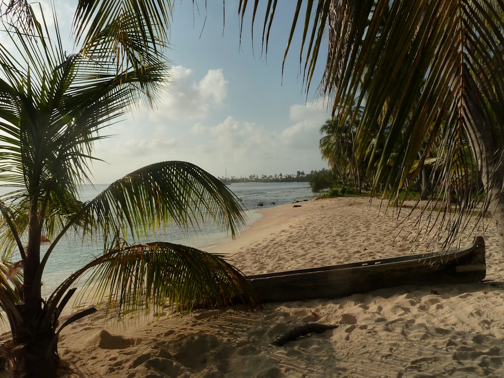 palmier sur le rivage de la plage pendant la journée