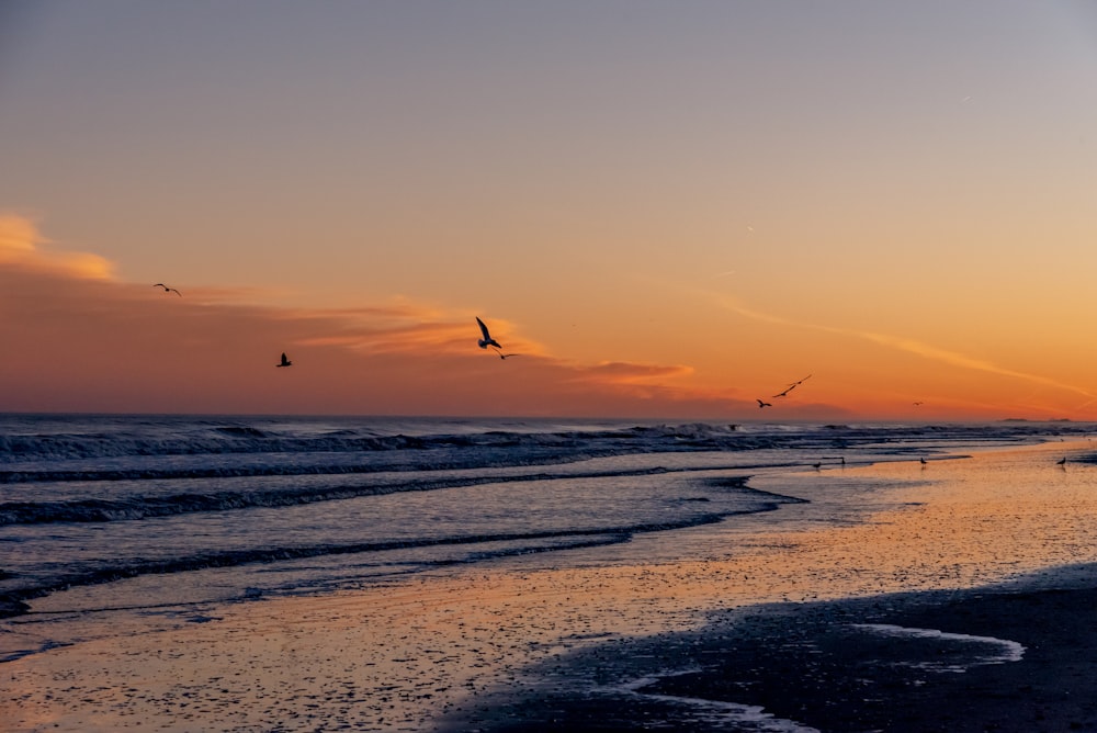 birds flying over the sea during sunset