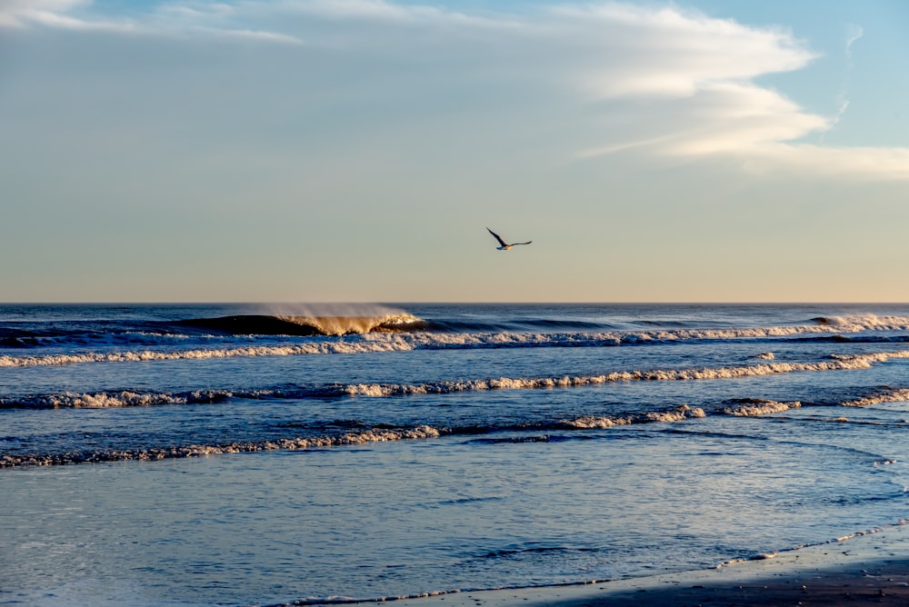 bird flying over the sea during daytime