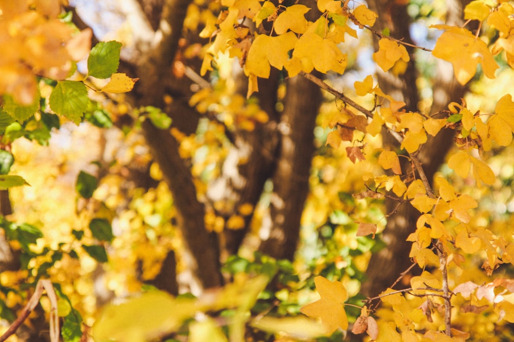 yellow leaves on tree branch during daytime