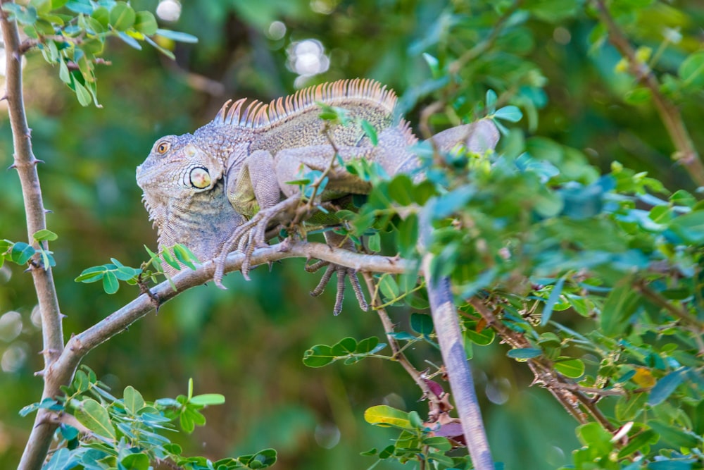 lézard vert et brun sur une branche d’arbre brune pendant la journée