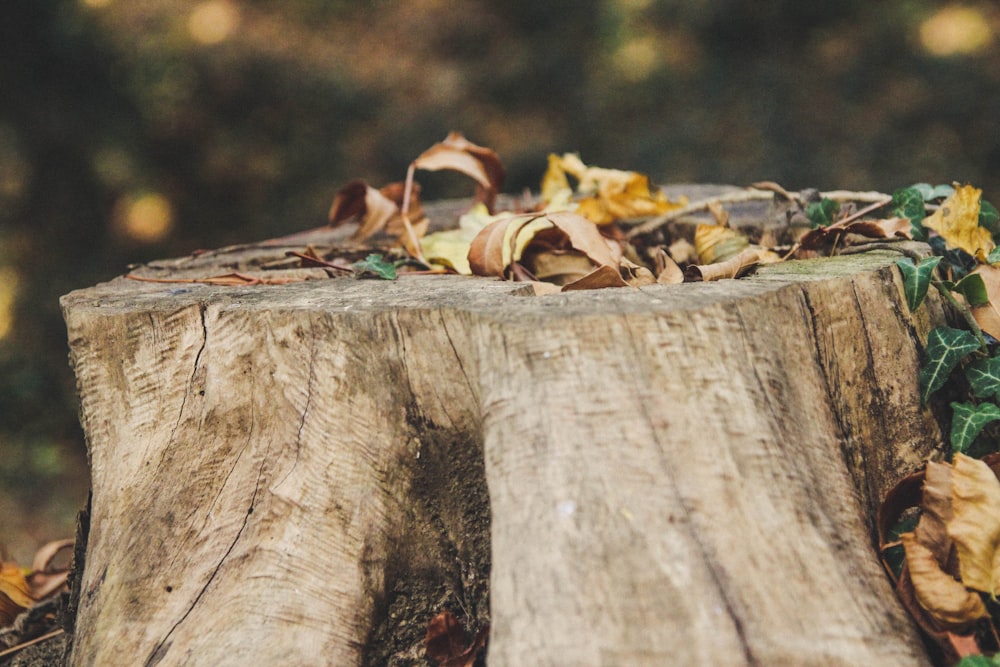 brown dried leaves on brown wooden log