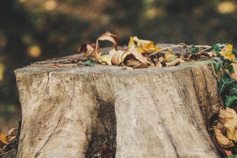 hojas secas marrones sobre tronco de madera marrón