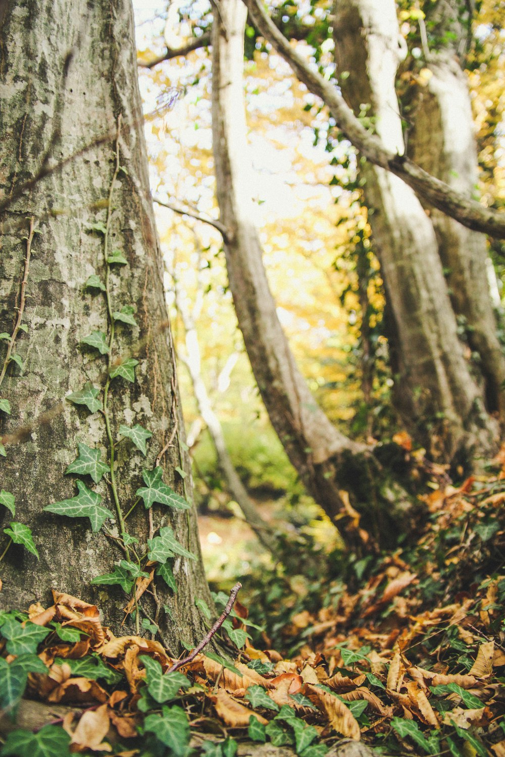 brown tree trunk with green moss