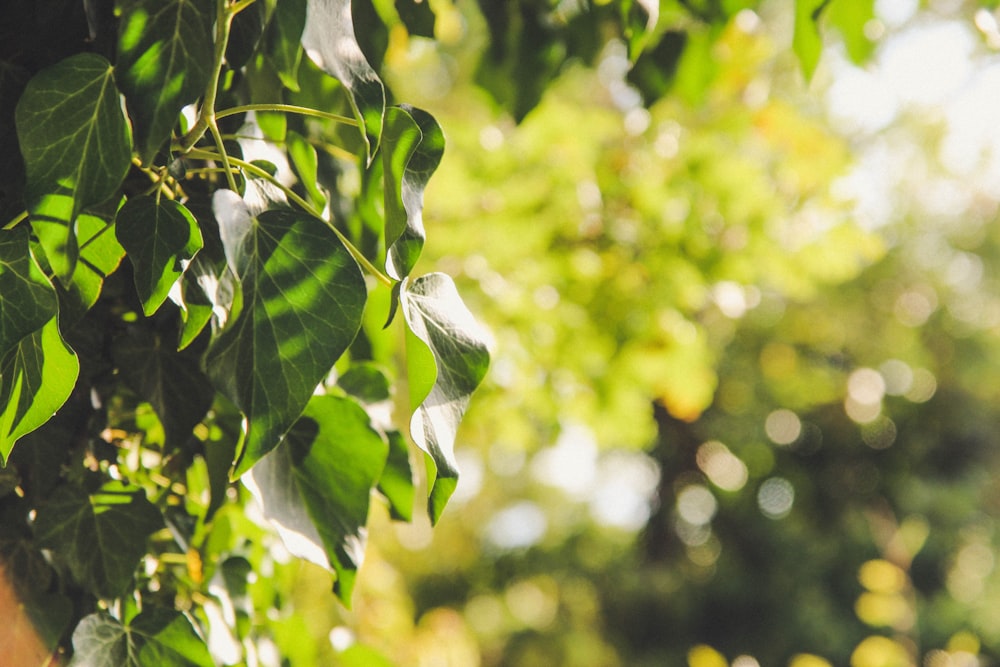 green leaves in tilt shift lens