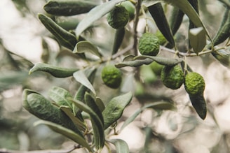 Close-up of fresh green olives hanging on a tree branch in natural sunlight.