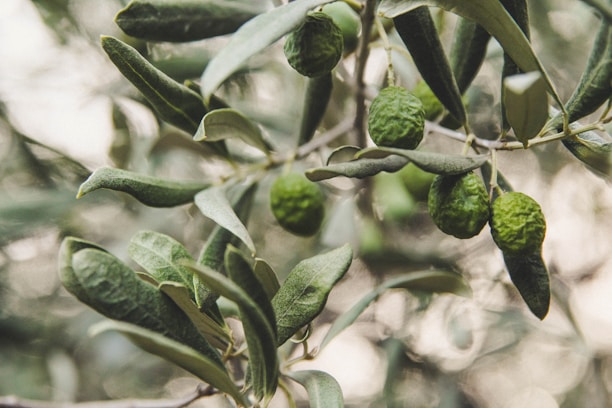 Close-up of fresh green olives hanging on a tree branch in natural sunlight.