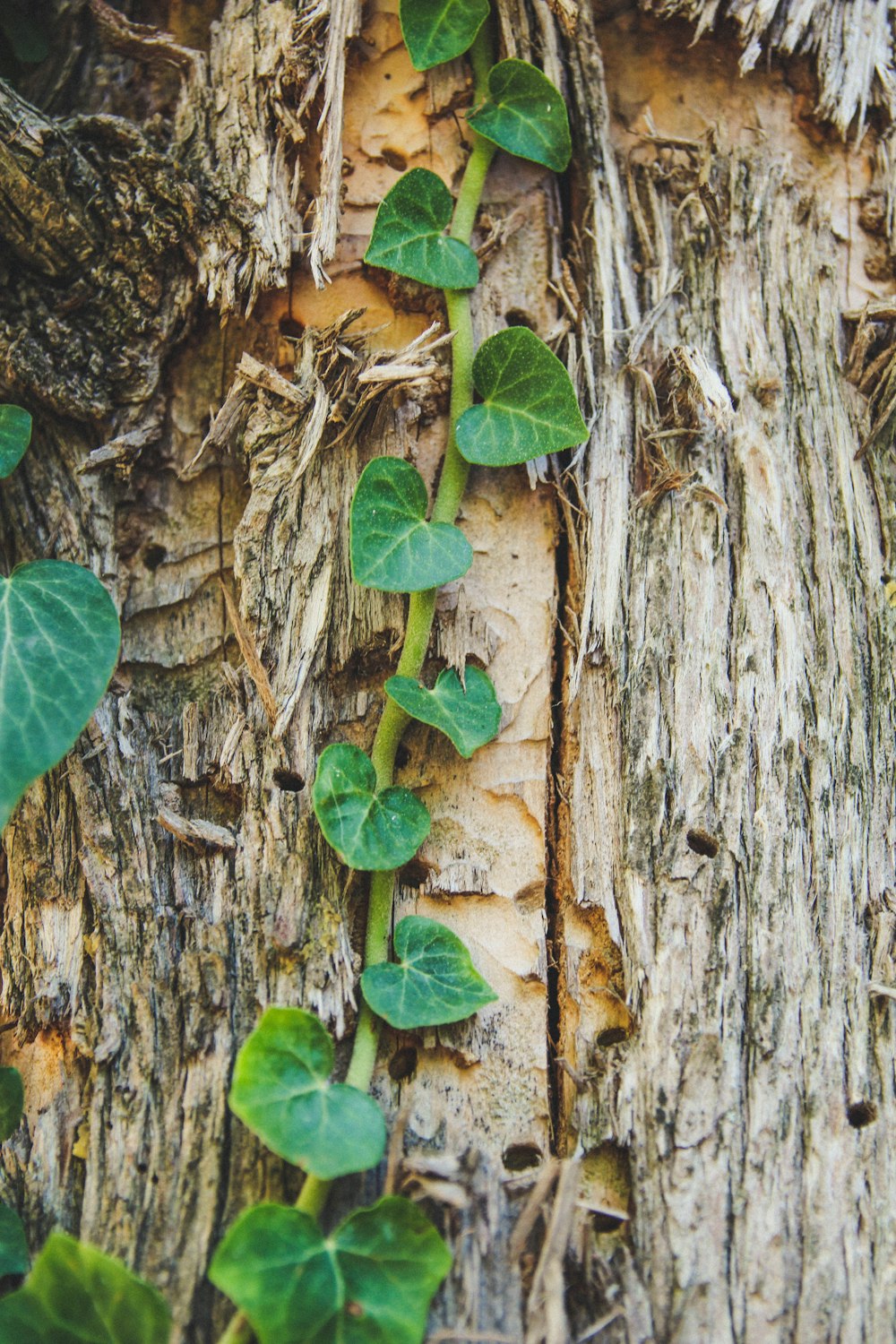 green leaves on brown tree trunk