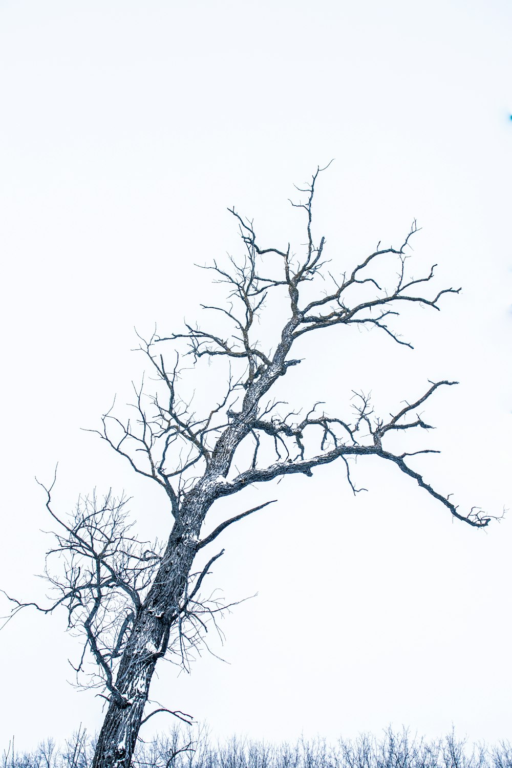 a bare tree in the middle of a field