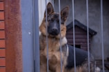 A German Shepherd stands behind a set of vertical metal bars, looking directly at the camera. The dog's ears are perked up and it appears attentive. In the background, there is a brown wooden doghouse against a plain, gray wall. The foreground features part of a rusty metal pole.