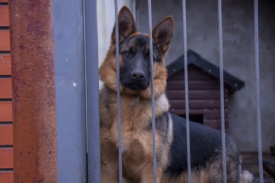 A German Shepherd stands behind a set of vertical metal bars, looking directly at the camera. The dog's ears are perked up and it appears attentive. In the background, there is a brown wooden doghouse against a plain, gray wall. The foreground features part of a rusty metal pole.