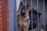 A German Shepherd stands behind a set of vertical metal bars, looking directly at the camera. The dog's ears are perked up and it appears attentive. In the background, there is a brown wooden doghouse against a plain, gray wall. The foreground features part of a rusty metal pole.