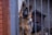 A German Shepherd stands behind a set of vertical metal bars, looking directly at the camera. The dog's ears are perked up and it appears attentive. In the background, there is a brown wooden doghouse against a plain, gray wall. The foreground features part of a rusty metal pole.