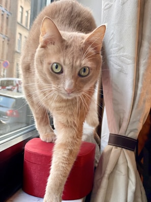 A light brown cat with striking green eyes is poised on a red cylindrical object near a window. The background shows a glimpse of the street outside with parked cars and a building. The cat appears focused and curious, with its paw reaching forward as if in mid-step. A white curtain is tied back on one side of the window.