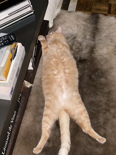 A whimsical illustration of a sarcastic cat lounging on a pile of books.
