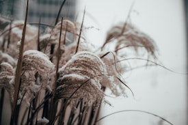 Ornamental grass coated with a light dusting of snow bends gently in the breeze, set against a blurred cityscape background.
