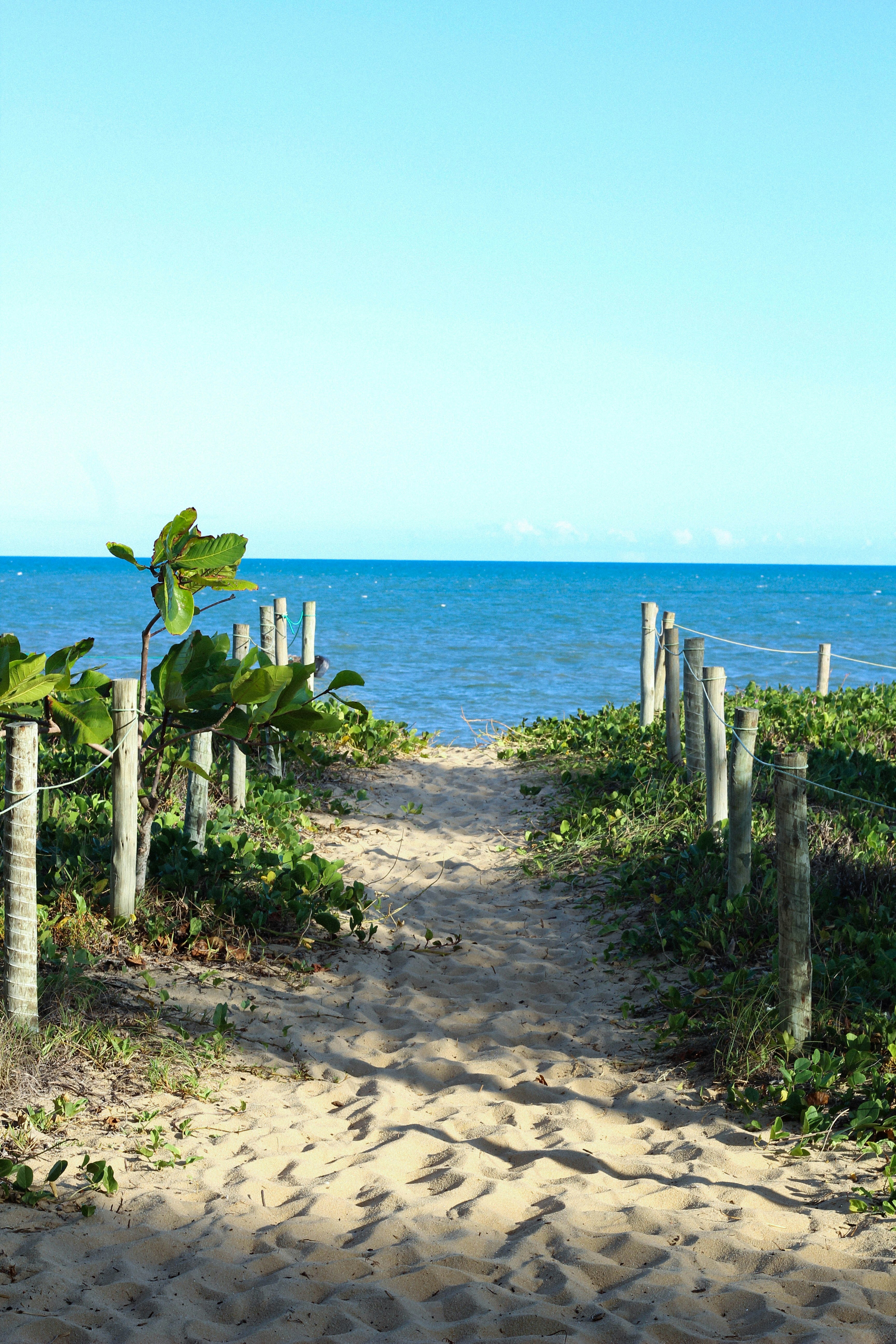 Green Cactus On Beach During Daytime Photo Free Plant Image On Unsplash