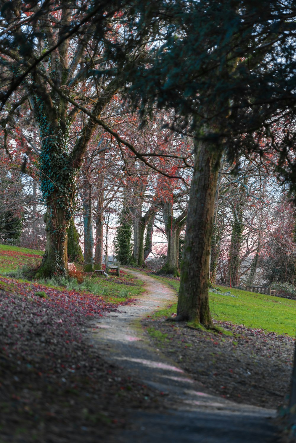 gray pathway between bare trees during daytime