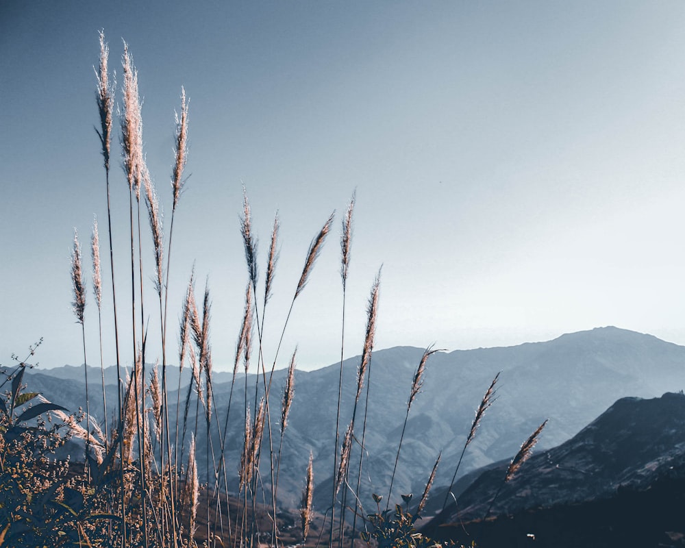 brown grass near mountain under blue sky during daytime