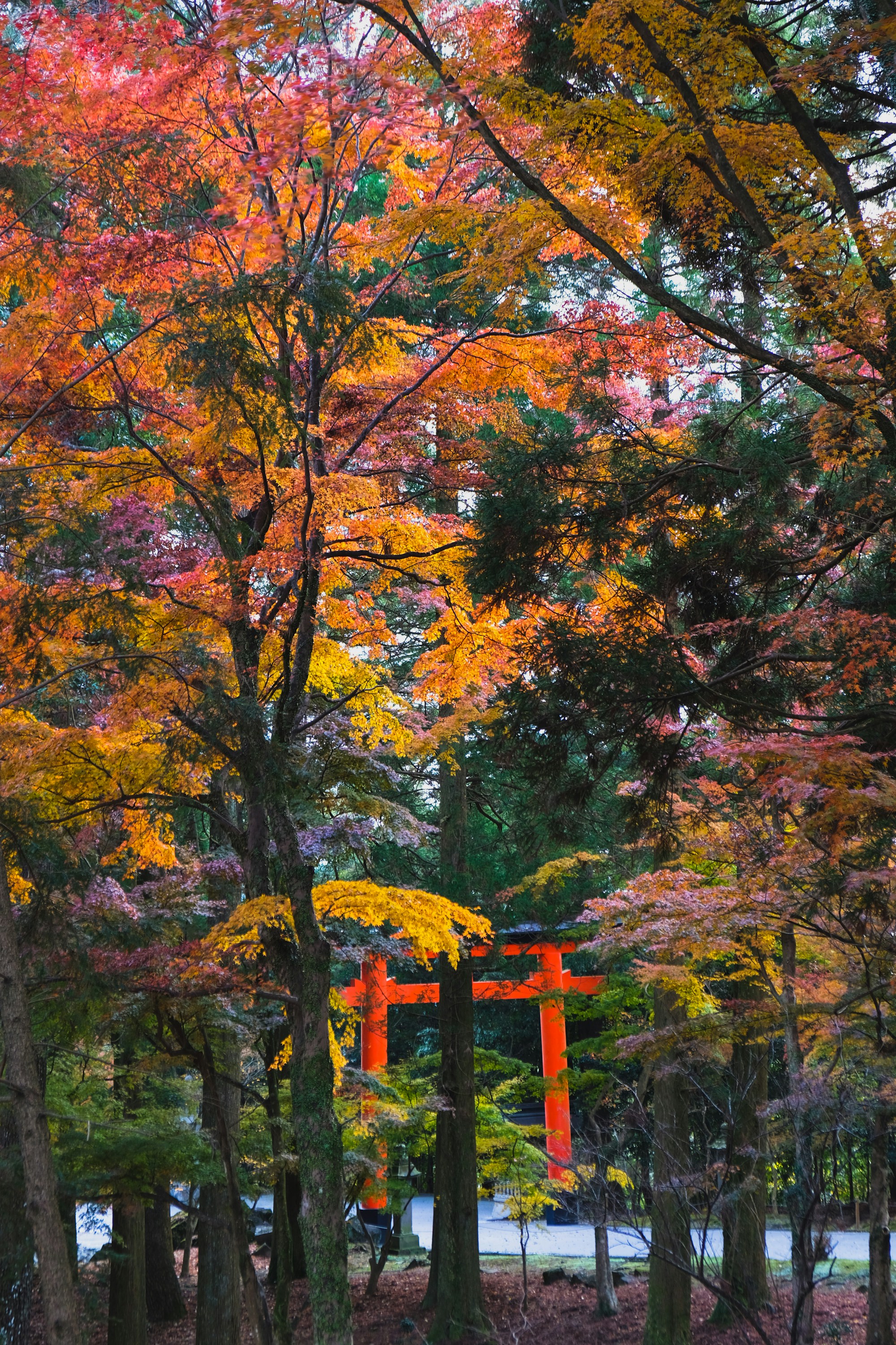 Kagoshima Travel Guide: Discover the Unspoiled Beauty