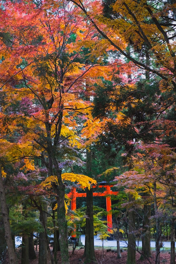 Kagoshima Travel Guide: Discover the Unspoiled Beauty