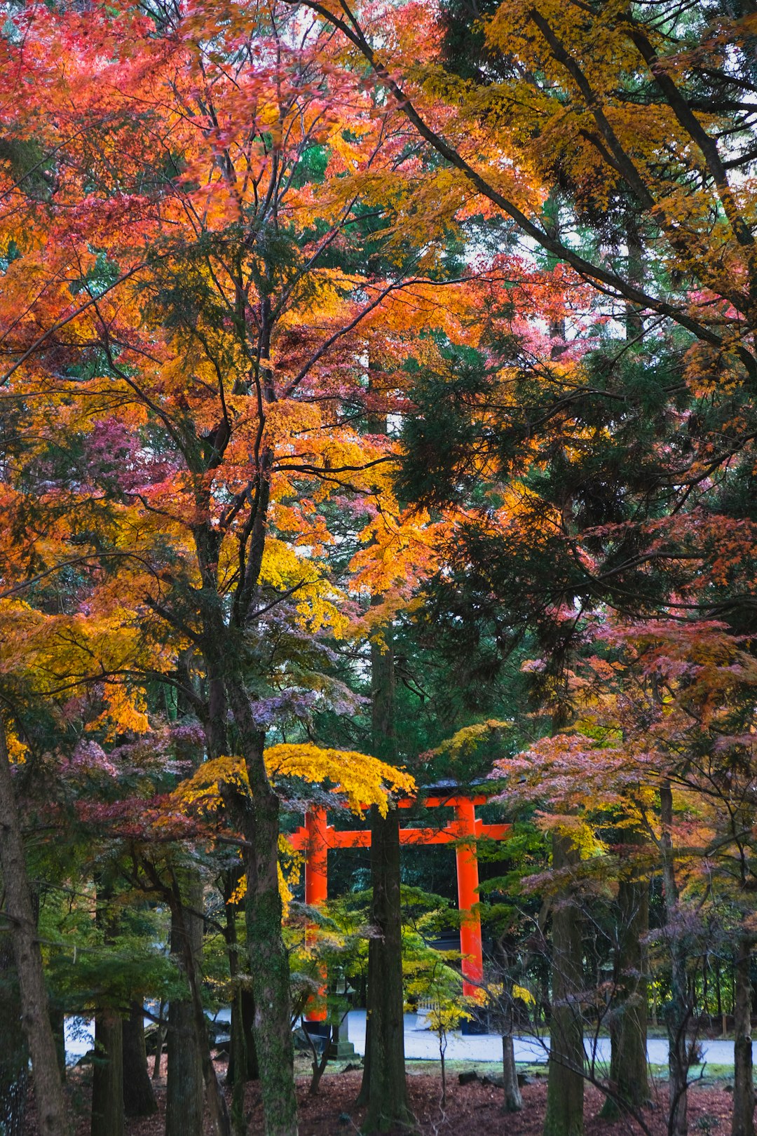 Northern hardwood forest photo spot Kirishima Japan