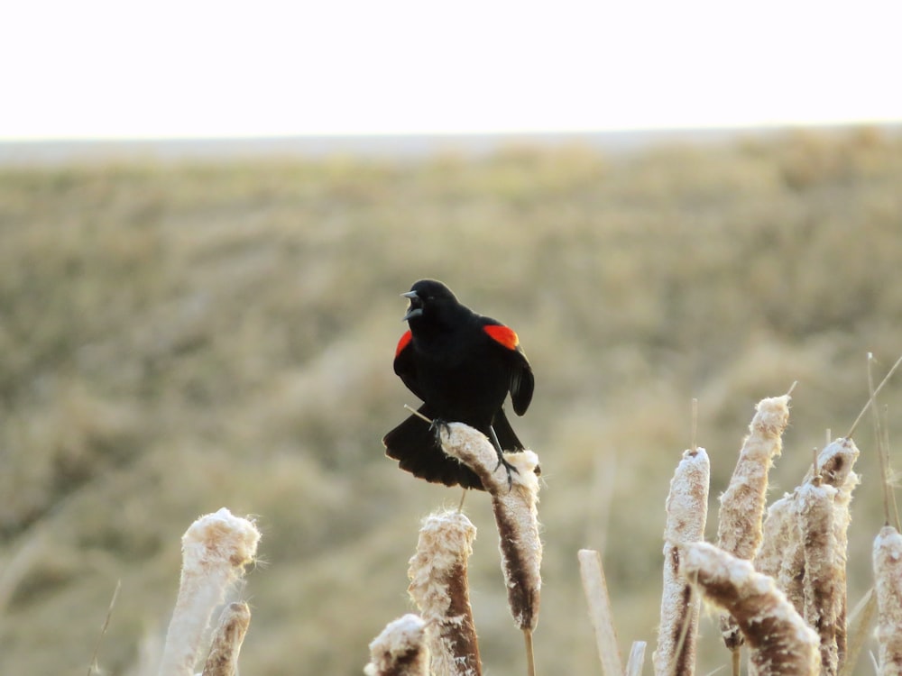 a small black bird sitting on top of a plant