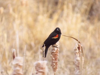 A vibrant close-up of a red-winged blackbird perched on a cattail in a marsh at sunset.