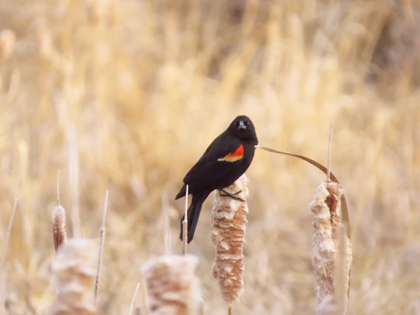 A vibrant red-winged blackbird perched on a cattail, its feathers catching the morning light.