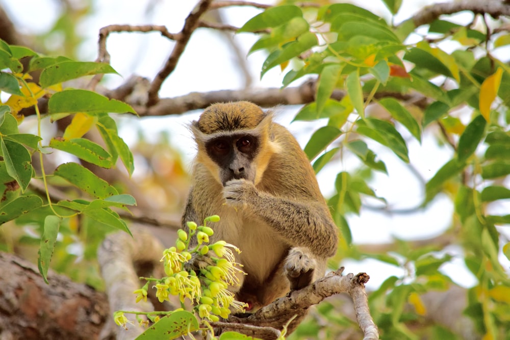 a monkey sitting on a tree branch in a tree