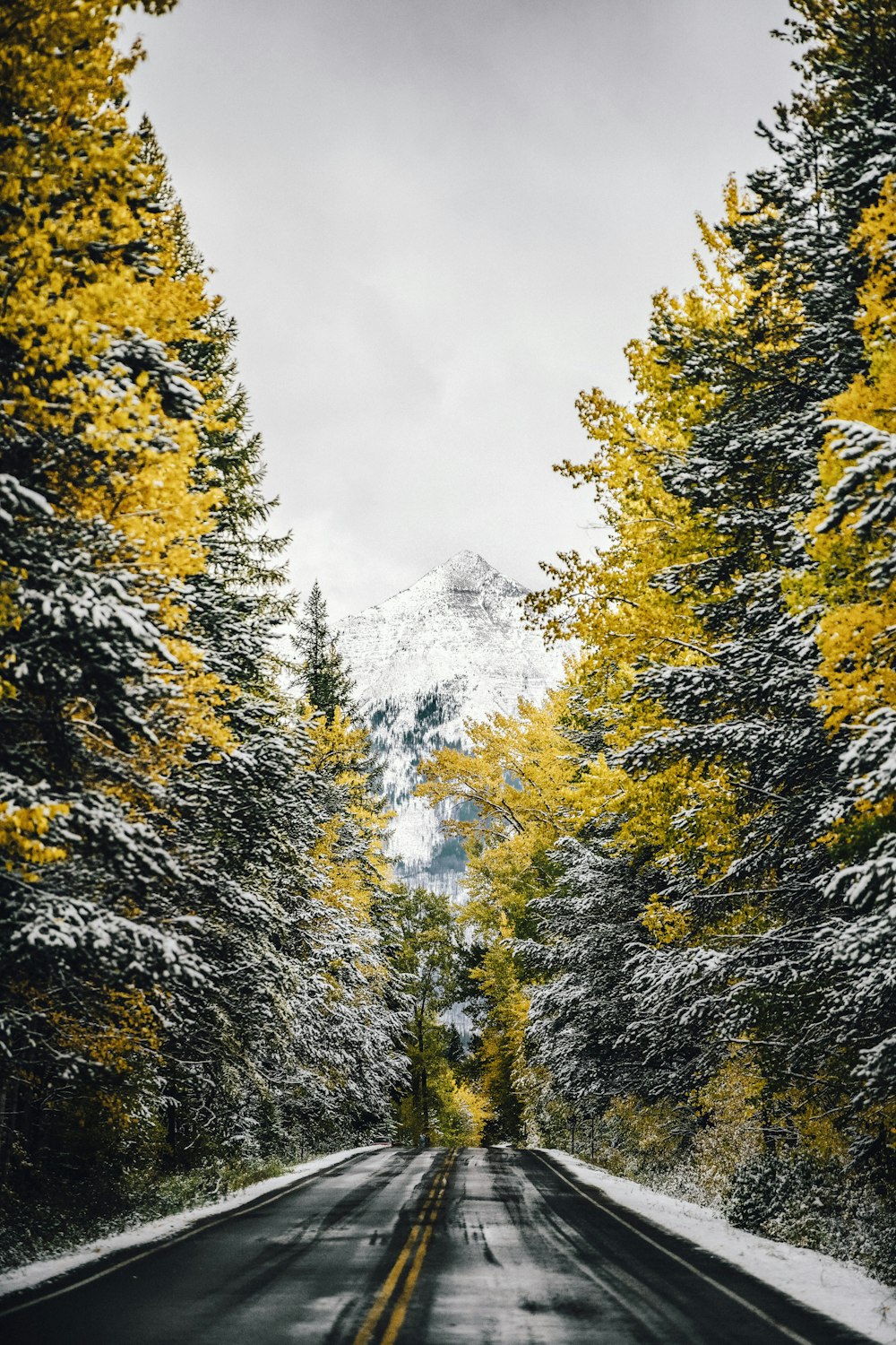 a road surrounded by trees with yellow leaves