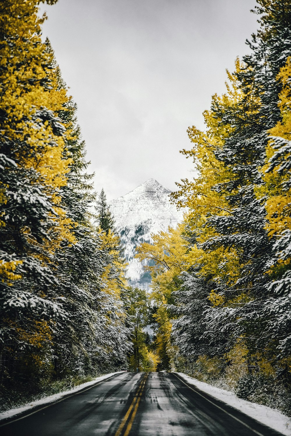 Eine Straße, umgeben von Bäumen mit gelben Blättern