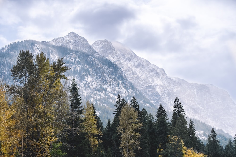 the mountains are covered in snow and trees