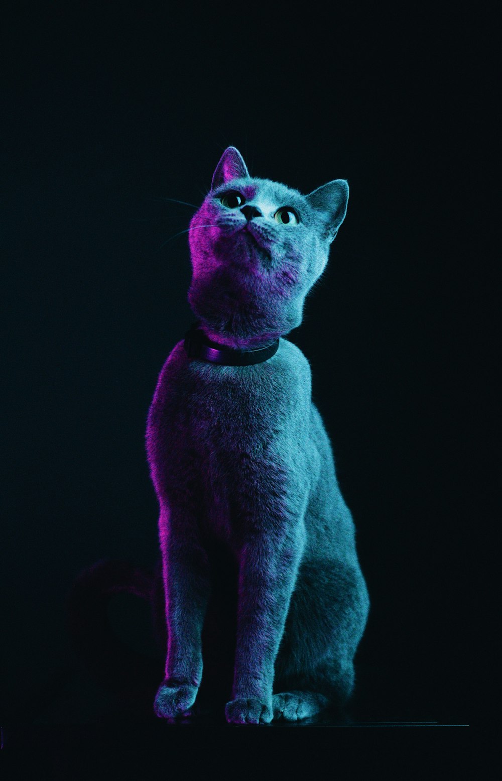 a blue cat sitting in the dark looking up