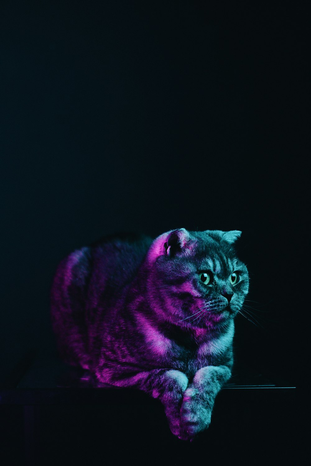 a cat that is laying down on a table