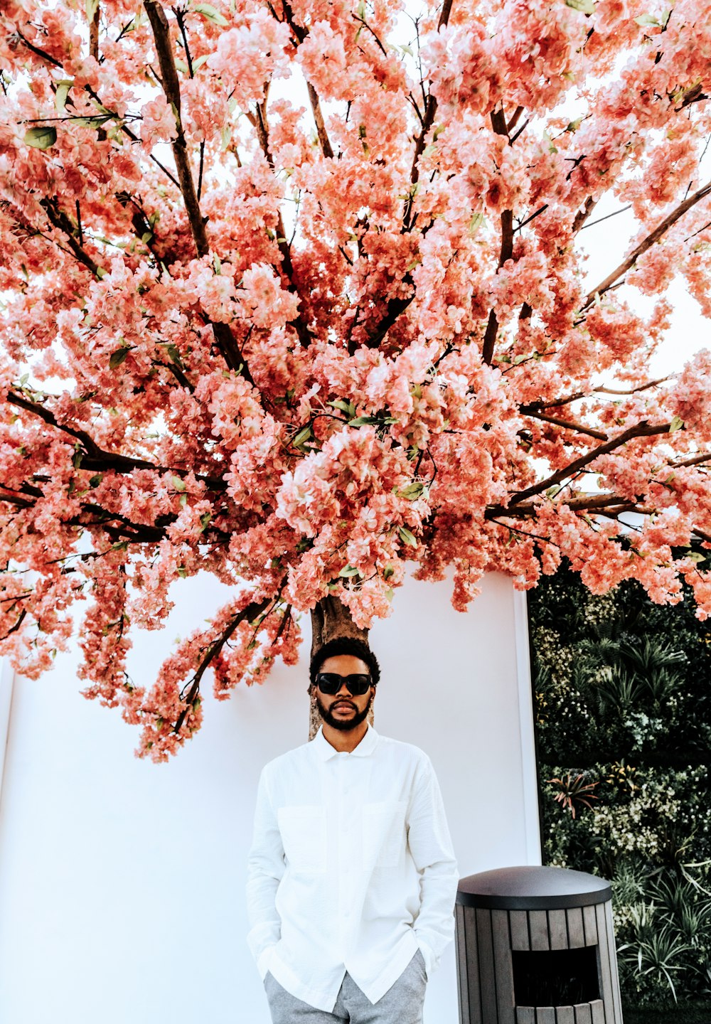 a man standing under a cherry blossom tree