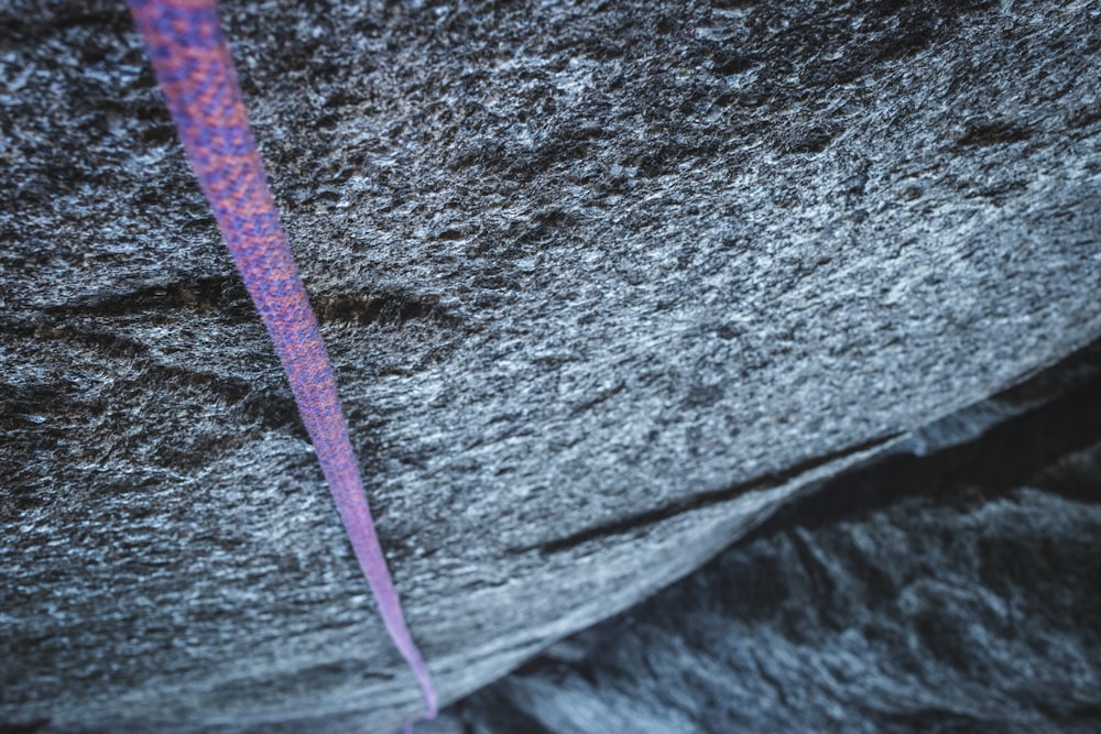 a purple and blue lizard on a rock