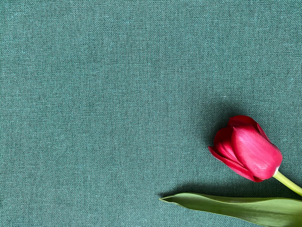 a single red tulip sitting on top of a green surface
