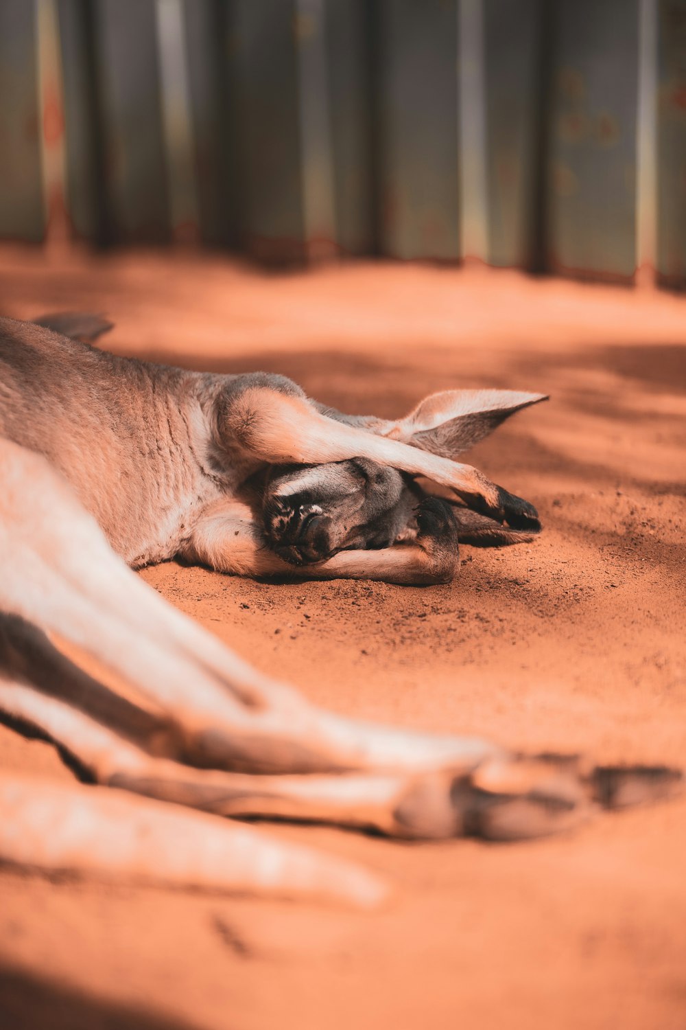 a kangaroo laying on the ground in the dirt