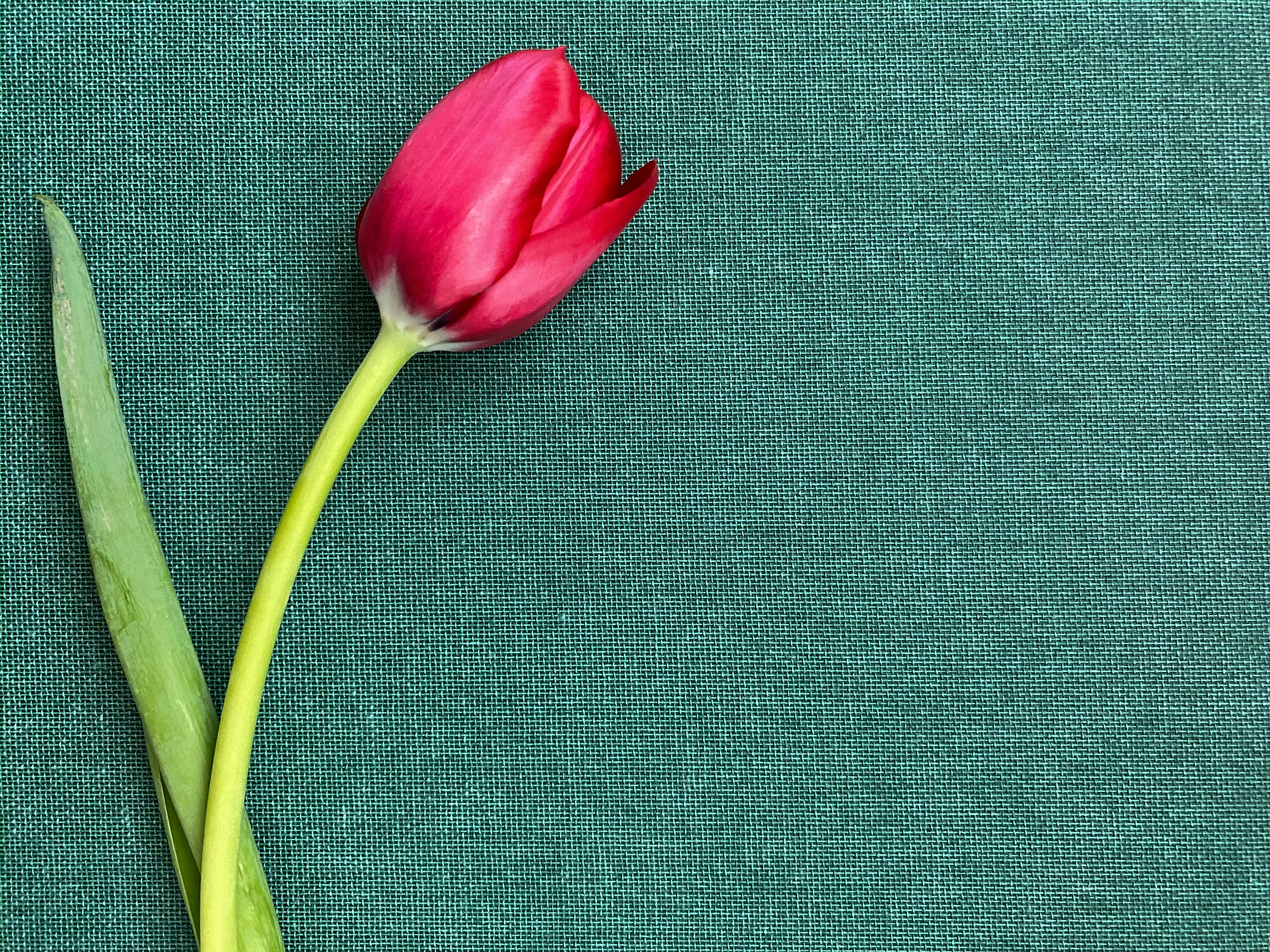 a single pink tulip on a green background