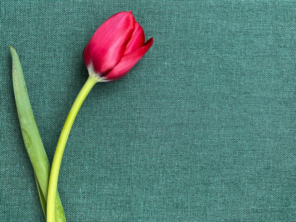 a single pink tulip on a green background
